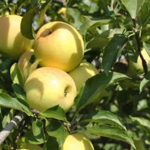 Mar soiul Patul Pionic