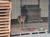 Donez câini rasa Belgian Malinois