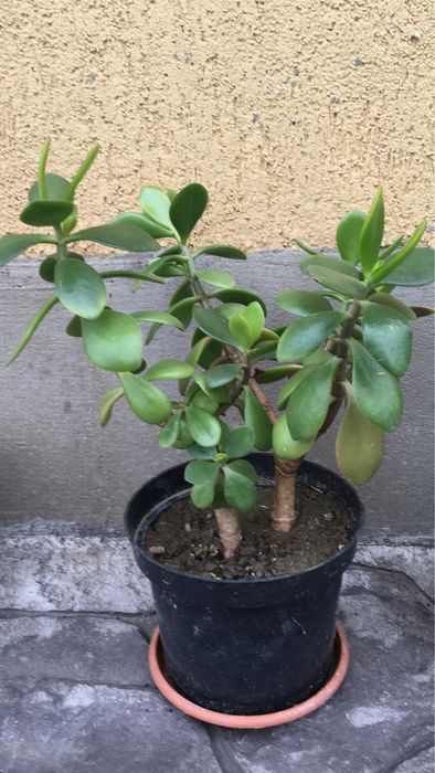 Crassula Ovata 60-200lei