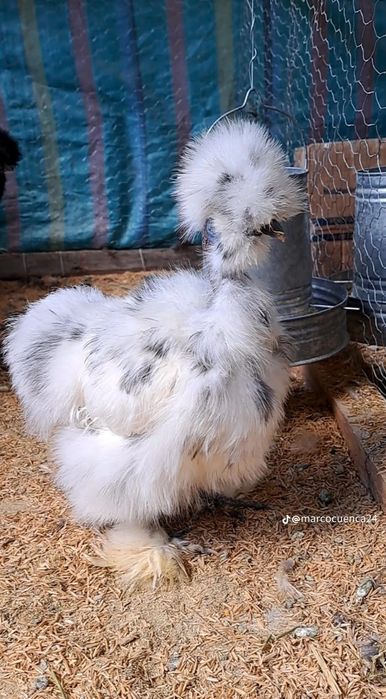 Американский шолк жужалар бор 2 хафталик ва каттарок