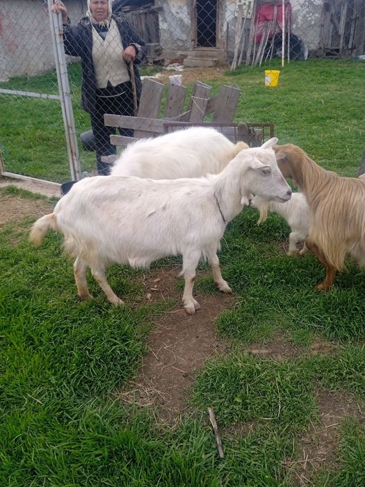 Vând capre, iezi si țapi pentru prasala,tăiat,de Paste