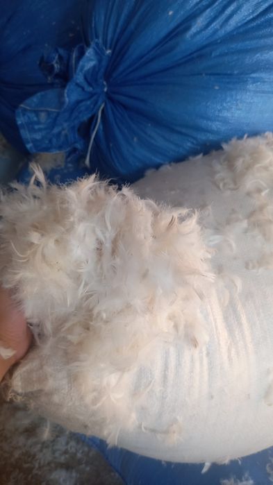 Pene puf de găscă