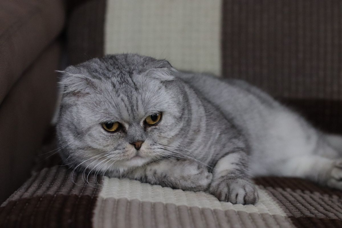 Котёнок ищет семью