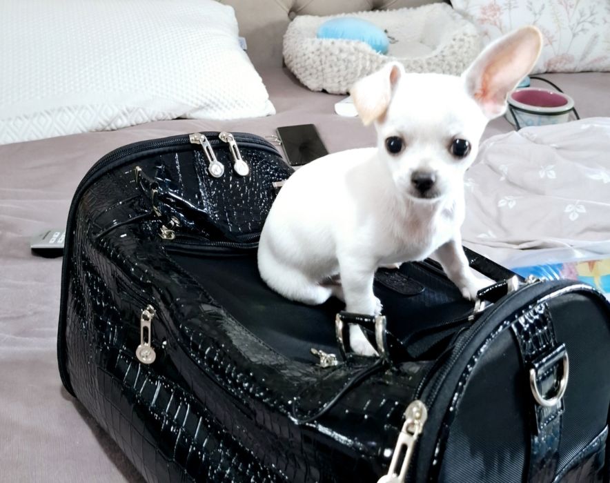 Chihuahua Mini Toy mascul 5 luni vaccinat carnet sănătate