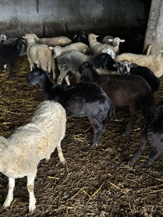Vand miei karakul si turcan