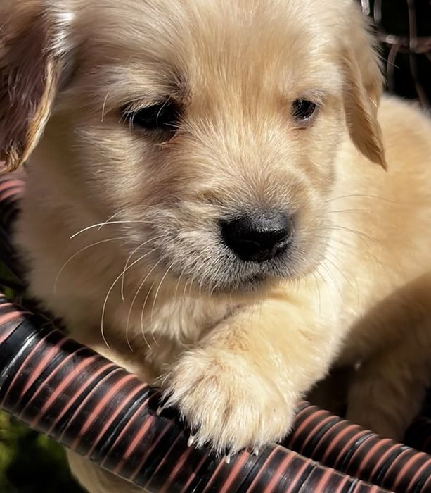 Чистокръвни Голдън ретривър идеален подарък за рождения ден или повод