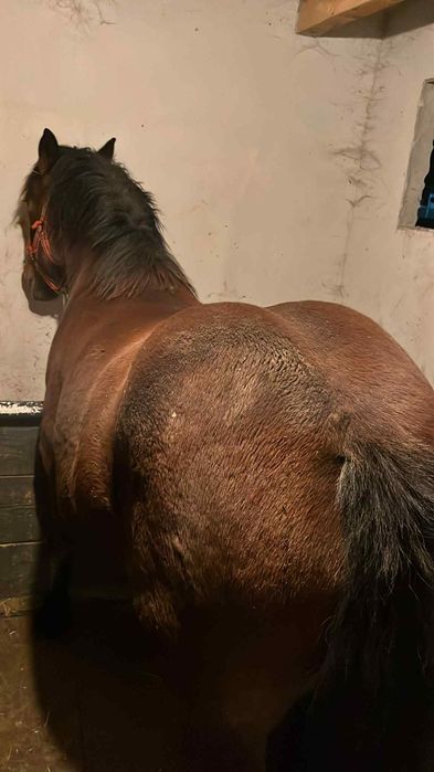 Vânz mânză de un an jumate