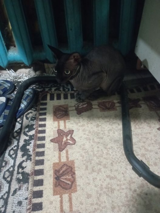 Отдам канадского сфинкса