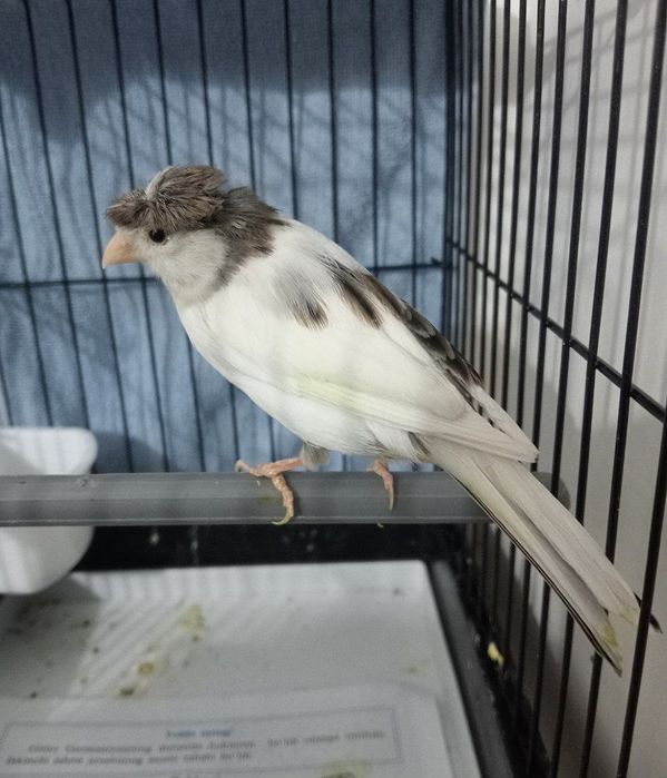 Kanareka chubli avle moda sotladi