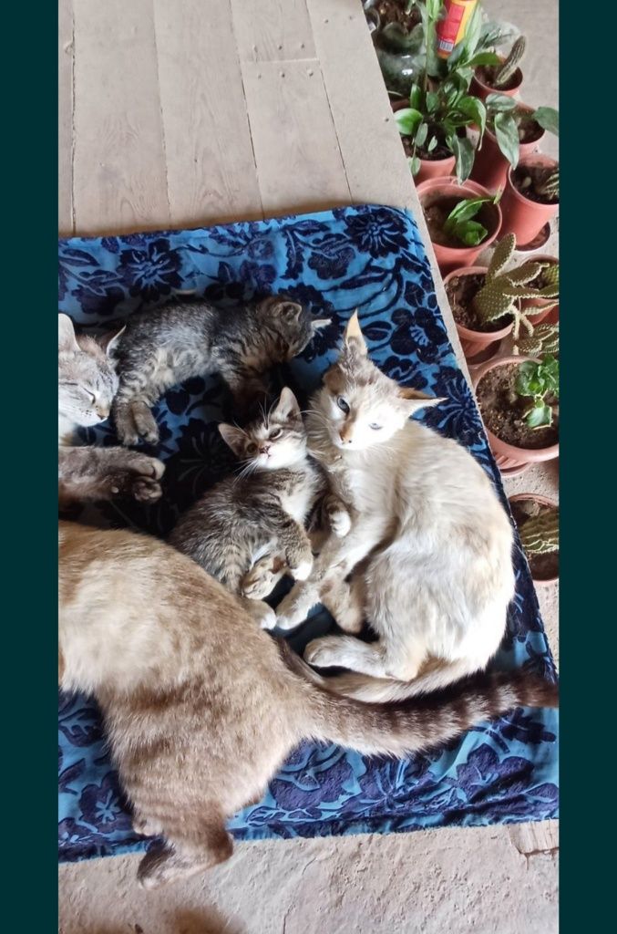 Отдам даром котят