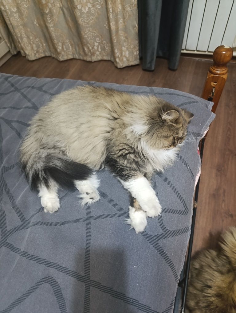 Отдам бесплатно шотландскую кошку