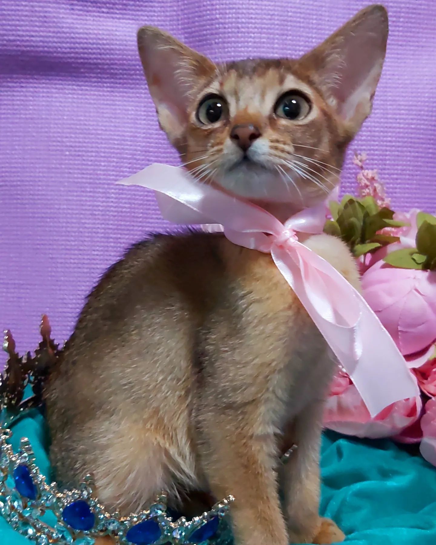 Kittens ABYSSINIAN ! КОТЯТА Абиссинской породы