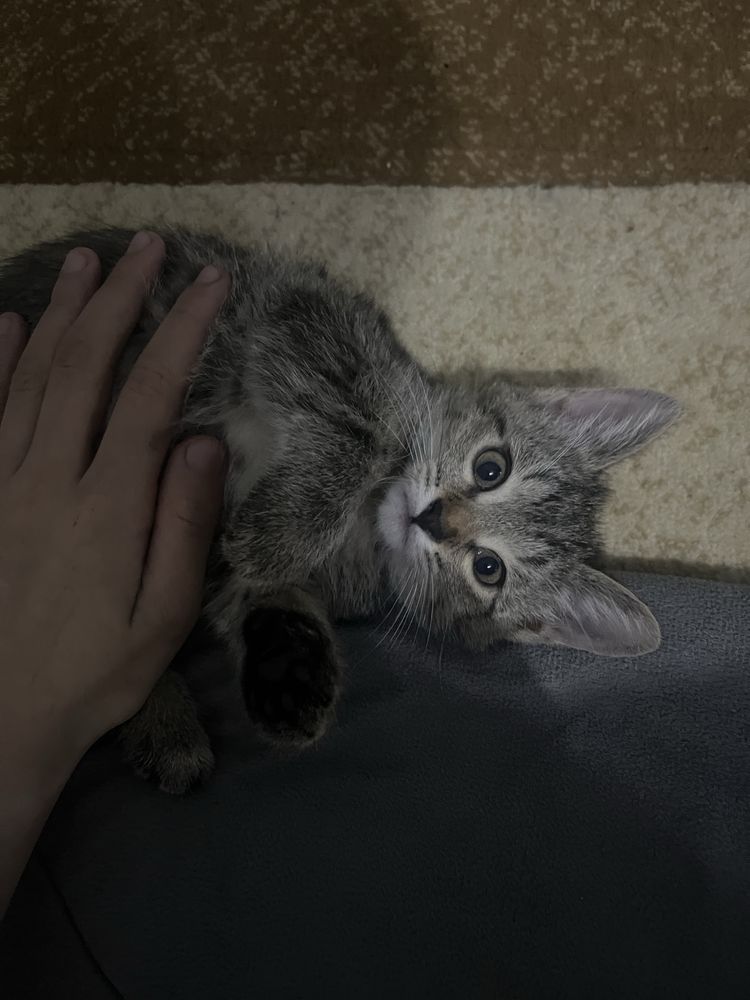 Домашний мушук Тошкен Mushiklar Hadiyaga yaxshi insonlar uchun