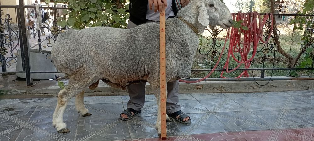 Киргиз привозной кучкорлар зотга