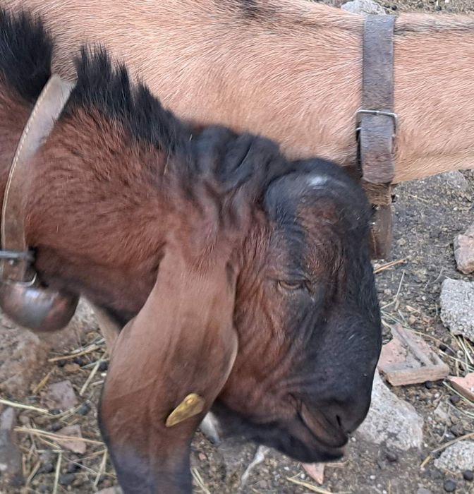 * Спешно*  до 25 ноември  поради ликвидация на стадото  продавам Англо