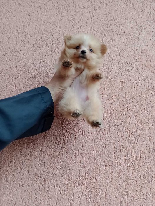 Померани. Мъжки и женски.Реални снимки !