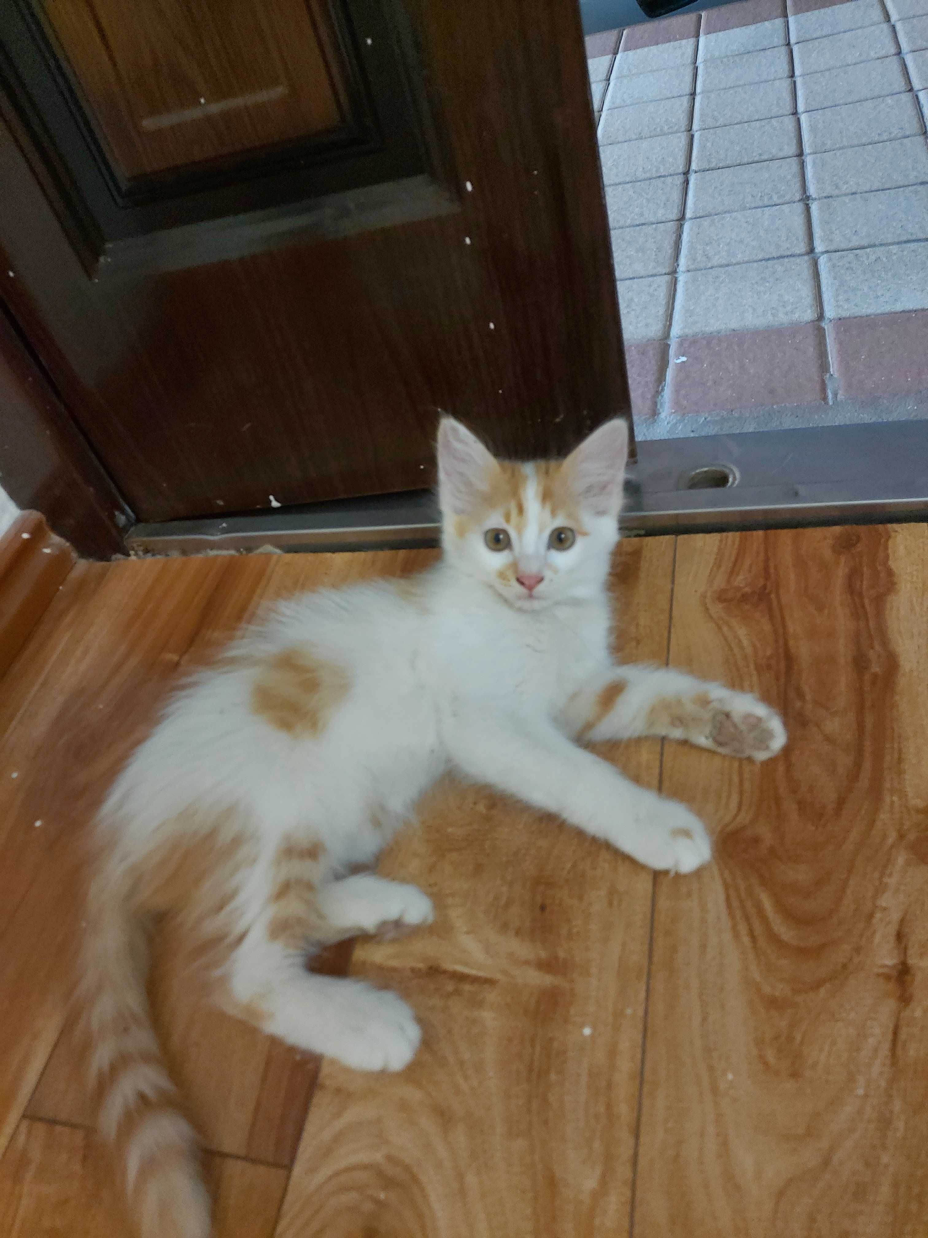 Котята бесплатно