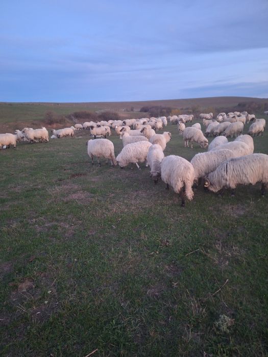 De vlnzare oi de tinut