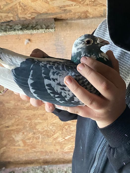 Vând porumbei voiajori cu zboruri porumbei sunt de fond!  M.2022 f2019