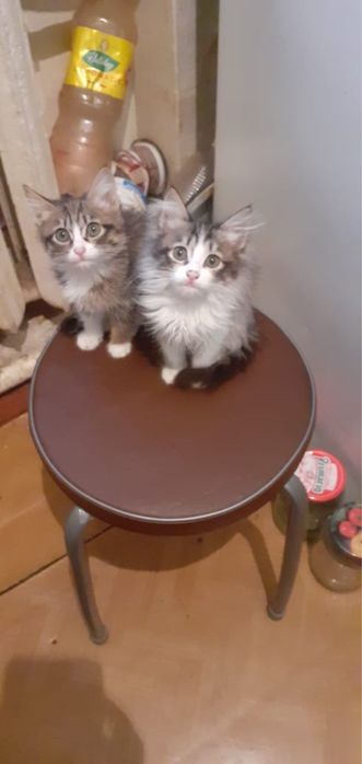 котята отдам в добрые руки.