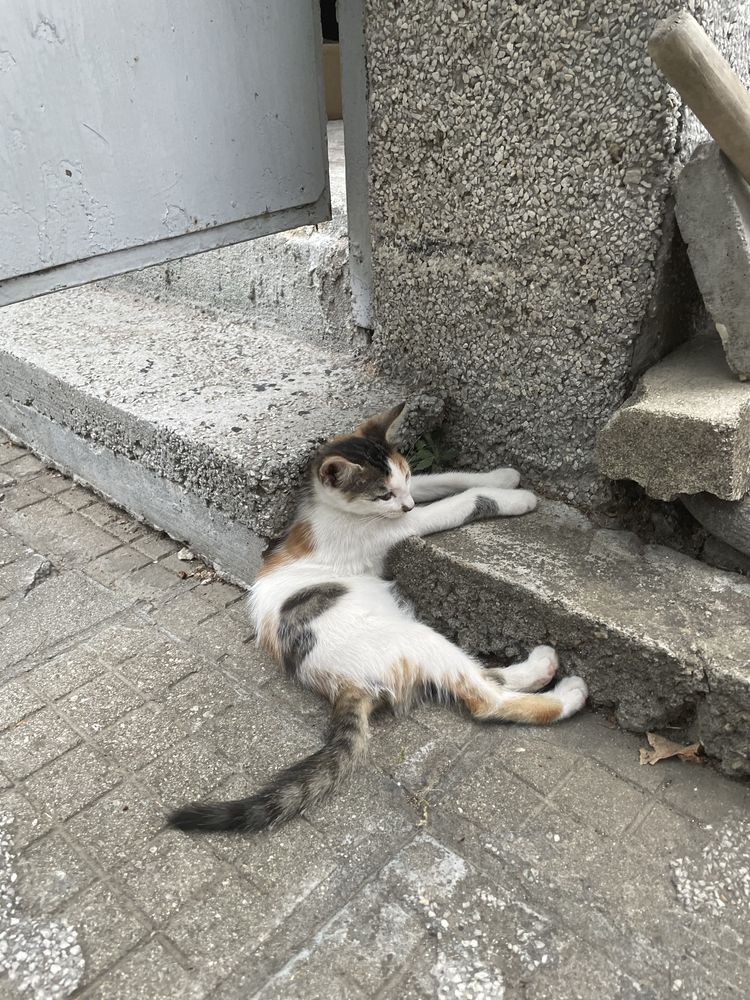 Подарявам котенца