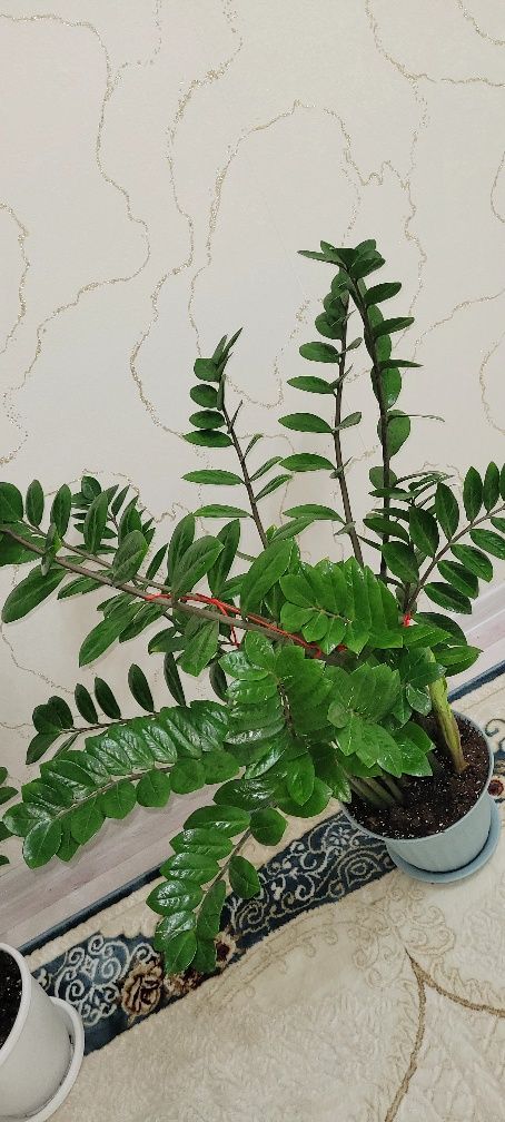 Доллар гули бойы бир метр