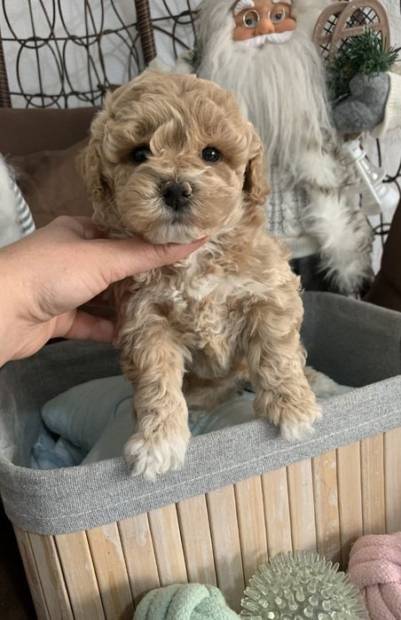 Пудел тийкъп /малтипу maltipoo / пудел той момиче