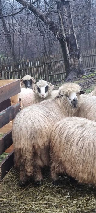 Oi de vanzare ..