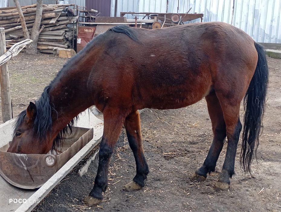 Продам лошадей айгыр 8жасар бағасы 600мын