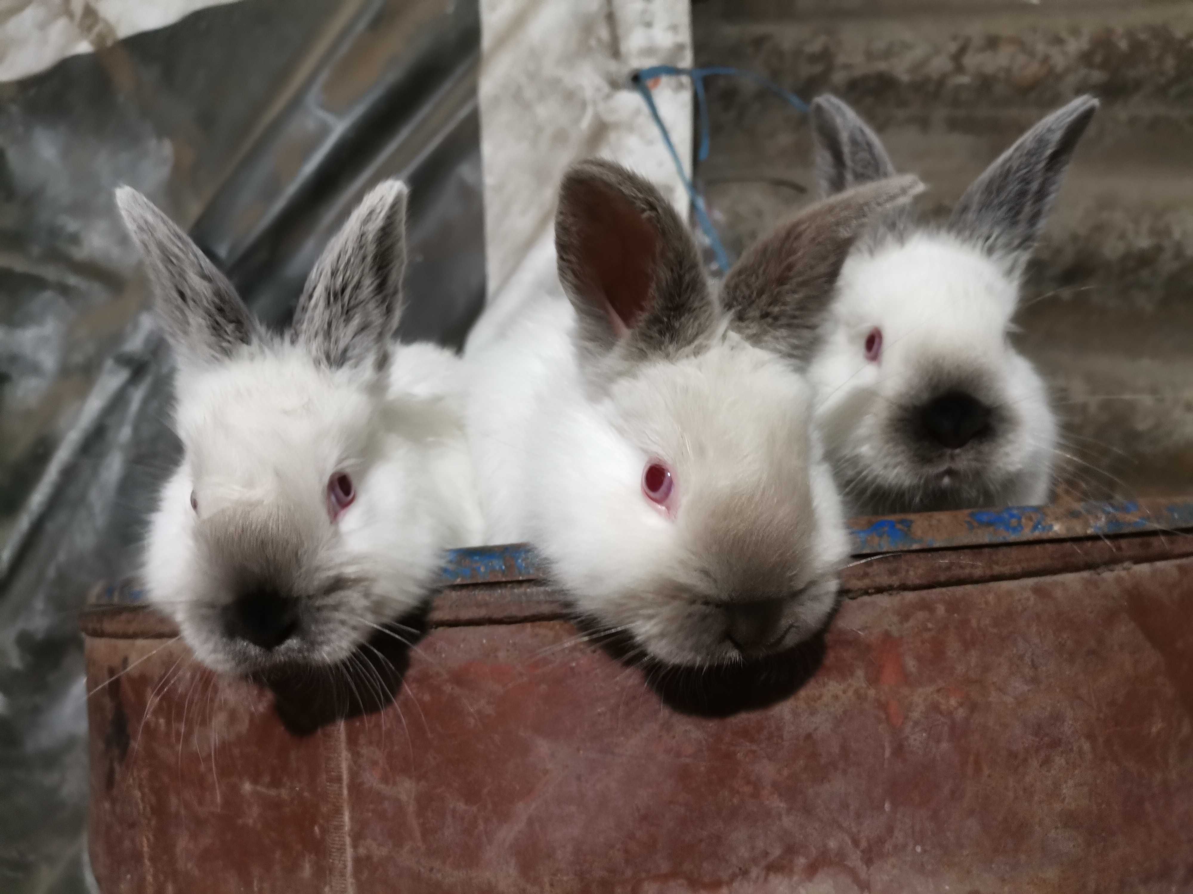 Vând iepuri diferite rase și vârste