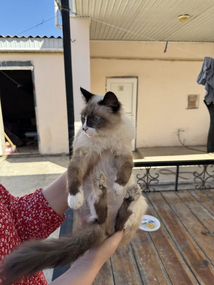 Кошка Пародо Регдолл
