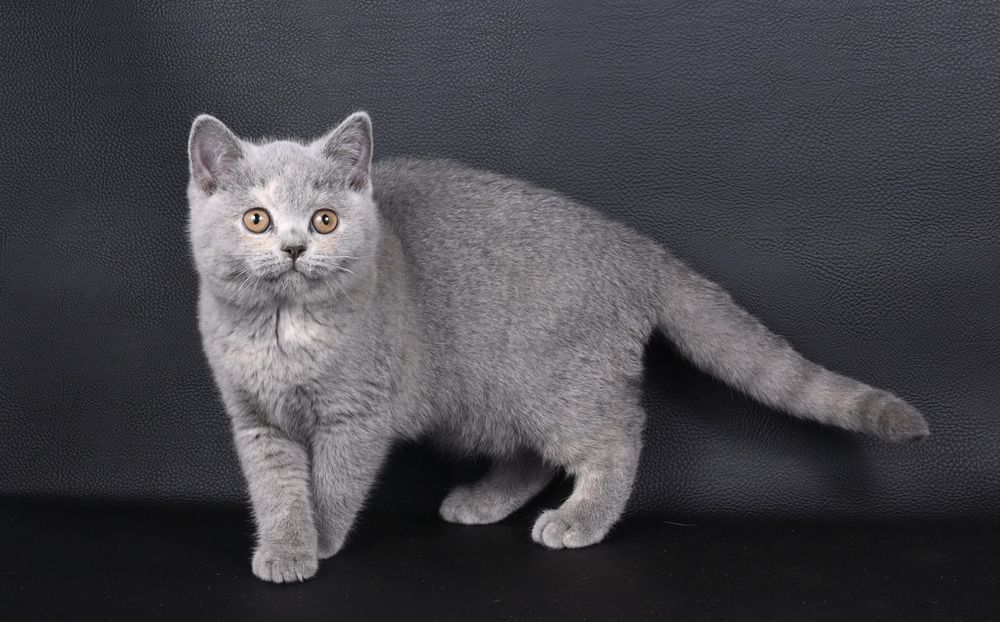 Pisicuța British  Shorthair   blue cream tortie cu pedigree