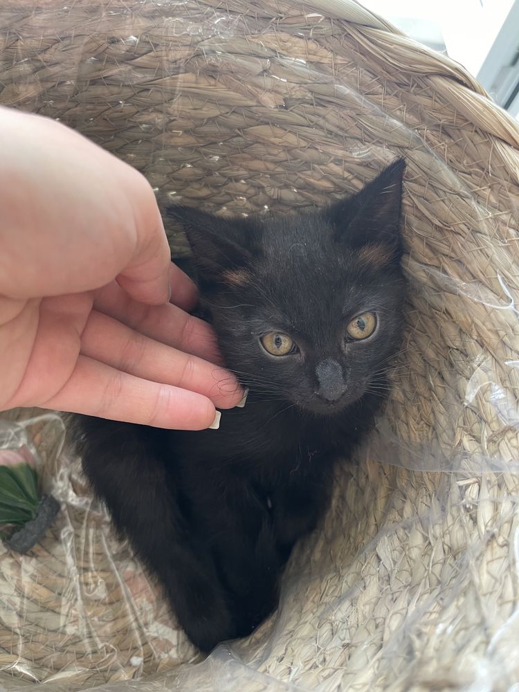 Котенок вислоухий шотладские