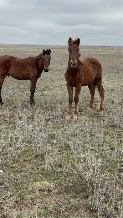 Еркек жабағы сатылады