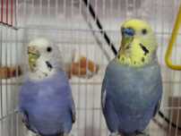 croyli toti quwlar  juftligi  soglom va faol