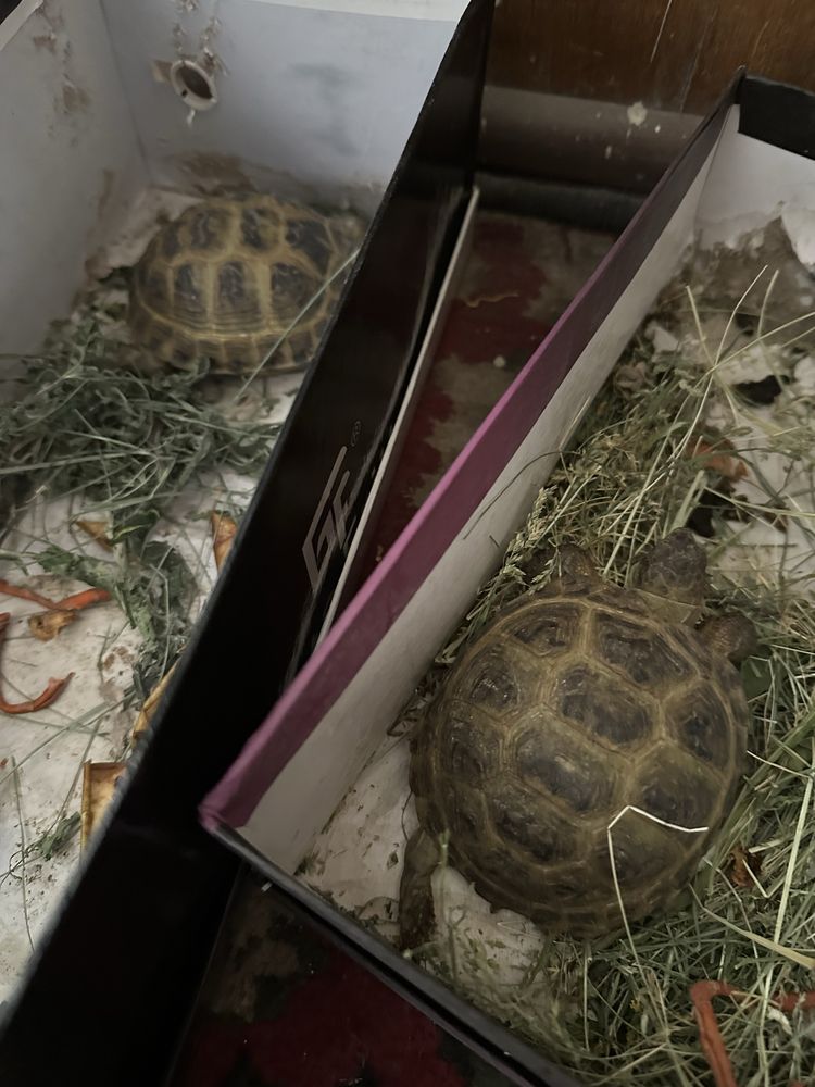 Черепахи . Toshbaqalar . Turtles
