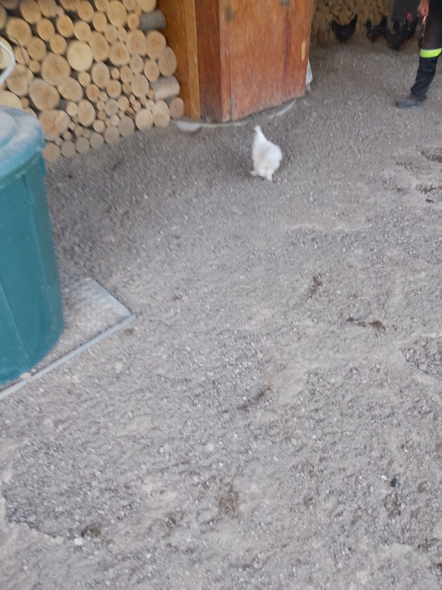 Cucoș și găini de vânzare