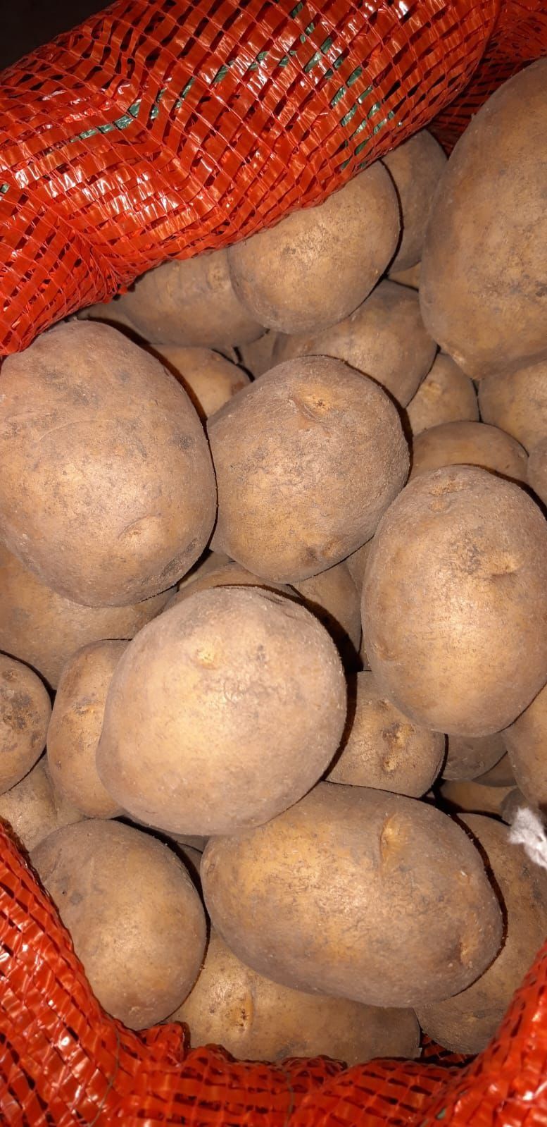 Семена картофеля ГАЛА семенной картофель