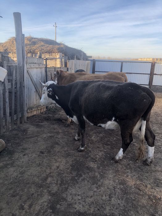 Продается молочные коровы