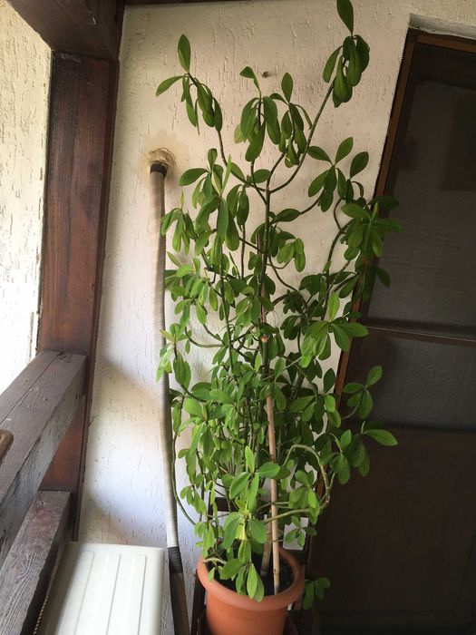 Plante naturale de interior (apartament/birou/hotel/scoala/gradinita)