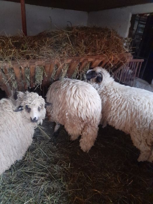 Berbecuți de vânzare