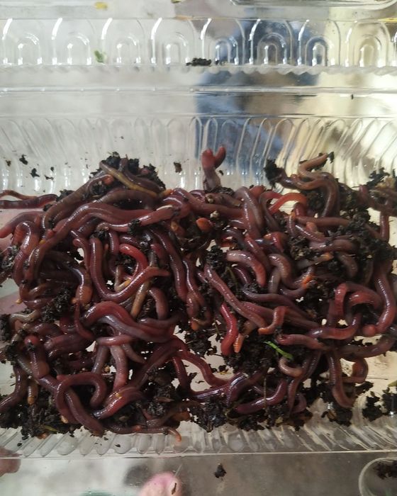 Черви для рыбалки в контейнерах.