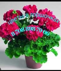 Домашние цветы Пеларгония, разных расцветок размеров возраста розовидн