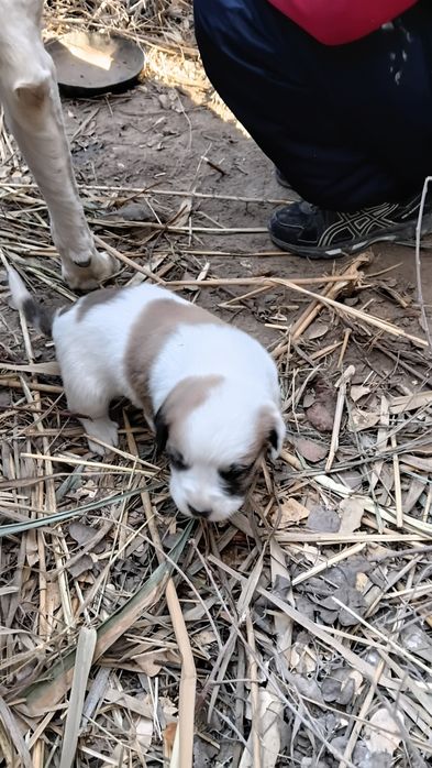 Chopon kuchuklar sotiladi