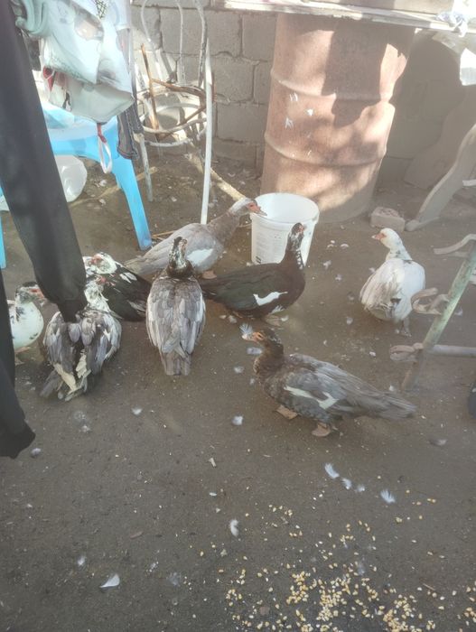 Rate mute ciocolatii și albastre albe