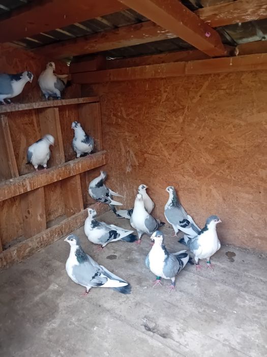 Porumbei Jucători de Galați