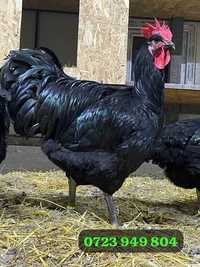 Oua incubat pui de o zi din pasari de rasa Brahma Australorp La Bresse