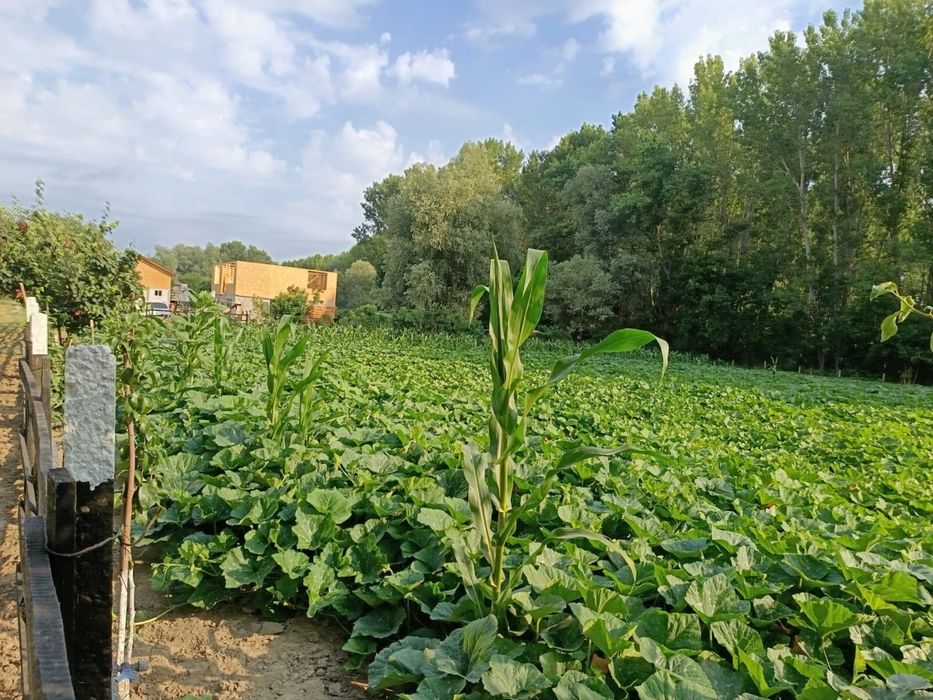 Teren intravilan pe malul dunarii 816mp*2