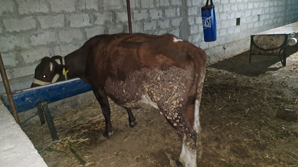 Буг'оз Сигир сотилади корнида боласи бор