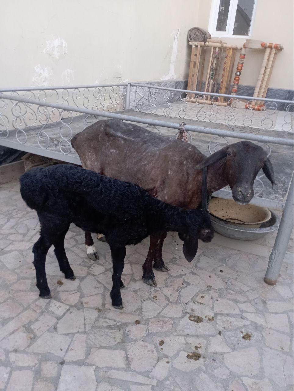 Ona bola qoʻy sotiladi